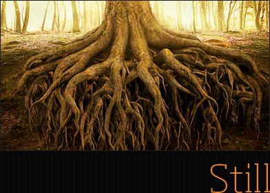 View websit in the still version